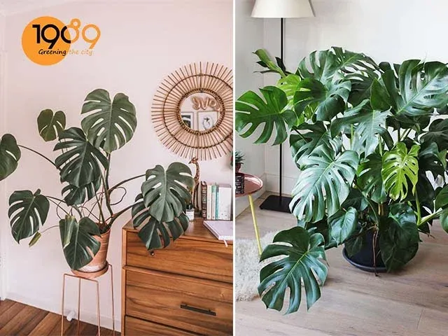 Trầu bà Nam Mỹ trang trí nội thất
