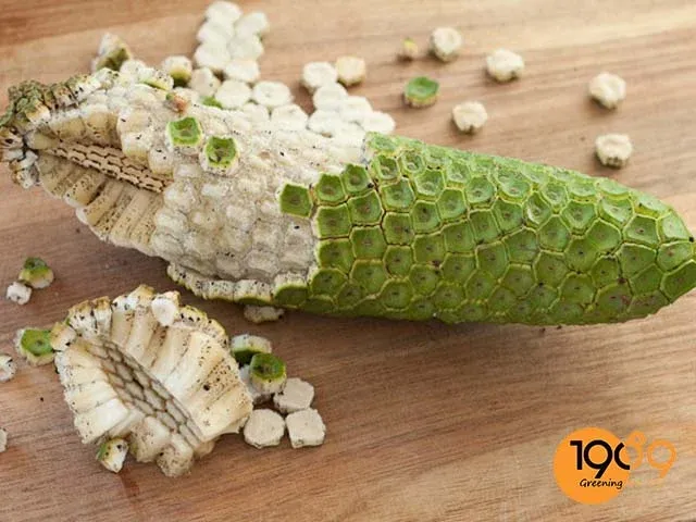 Quả của cây Trầu bà Nam Mỹ