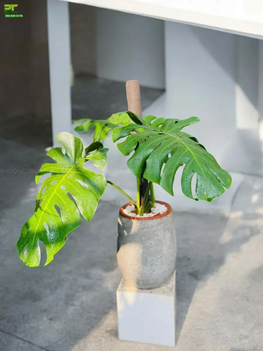 Trầu bà lá xẻ
