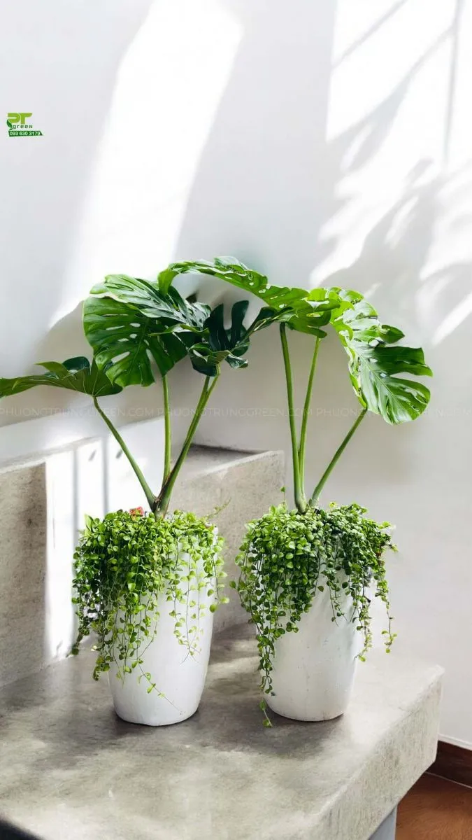 Trầu bà lá xẻ chậu xi xứ trắng phối đôla
