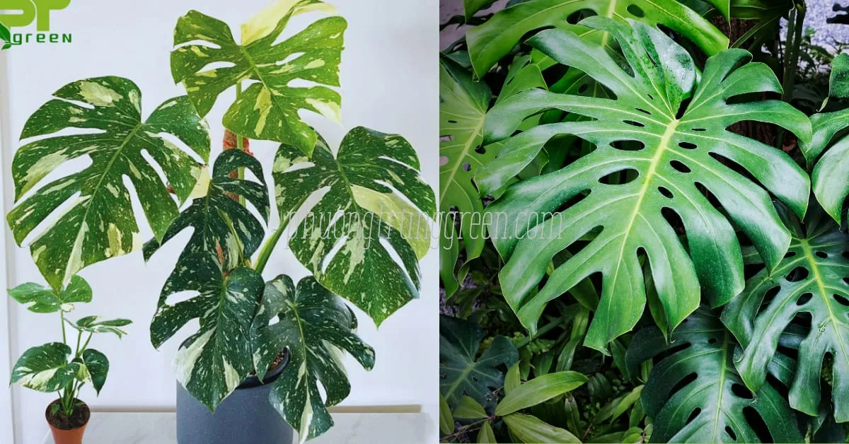 Trầu bà Nam Mỹ đột biến và trầu bà thường