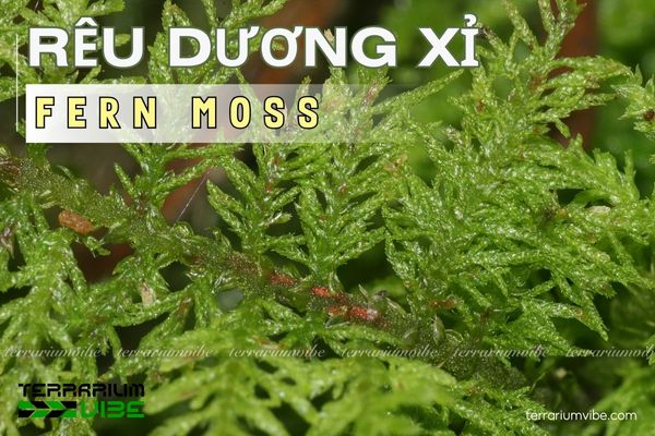 rêu thủy sinh Terrarium Vibe
