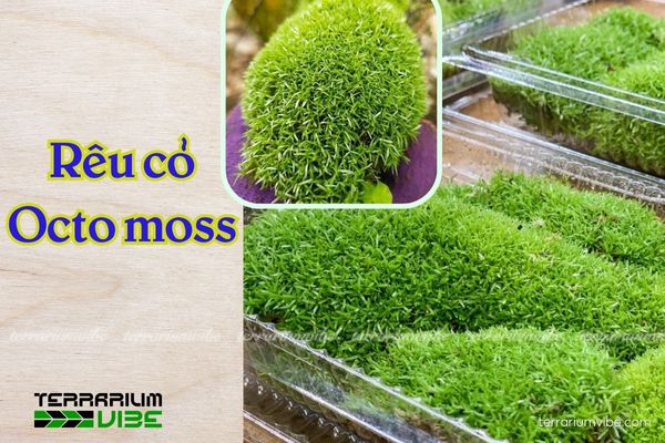 rêu thủy sinh Terrarium Vibe